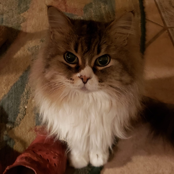 monicastrinkets